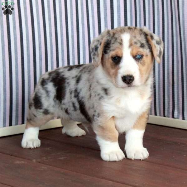 Prince, Welsh Corgi Mix Puppy