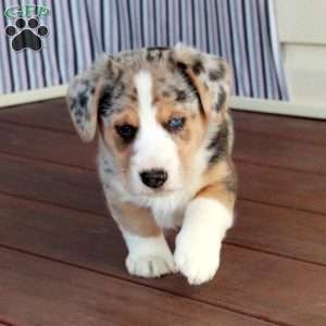 Prince, Welsh Corgi Mix Puppy