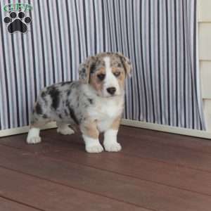 Prince, Welsh Corgi Mix Puppy