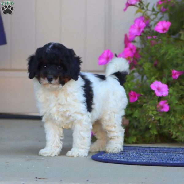 Prince, Cavapoo Puppy