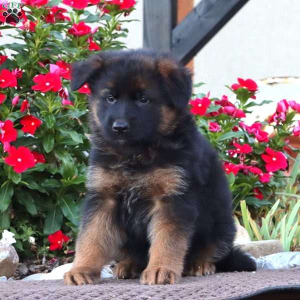 Prince, German Shepherd Puppy