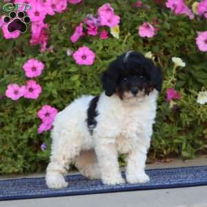Prince, Cavapoo Puppy
