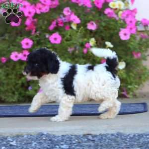 Prince, Cavapoo Puppy