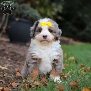 Princess, Mini Bernedoodle Puppy