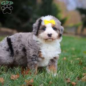 Princess, Mini Bernedoodle Puppy