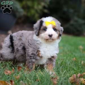 Princess, Mini Bernedoodle Puppy