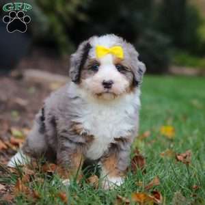 Princess, Mini Bernedoodle Puppy