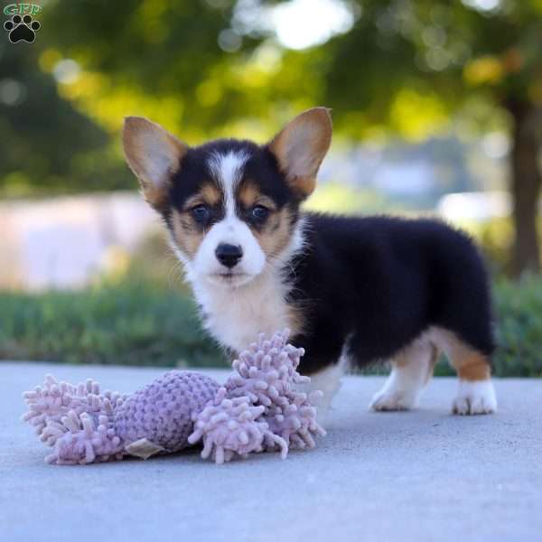 Princess, Pembroke Welsh Corgi Puppy
