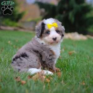 Princess, Mini Bernedoodle Puppy