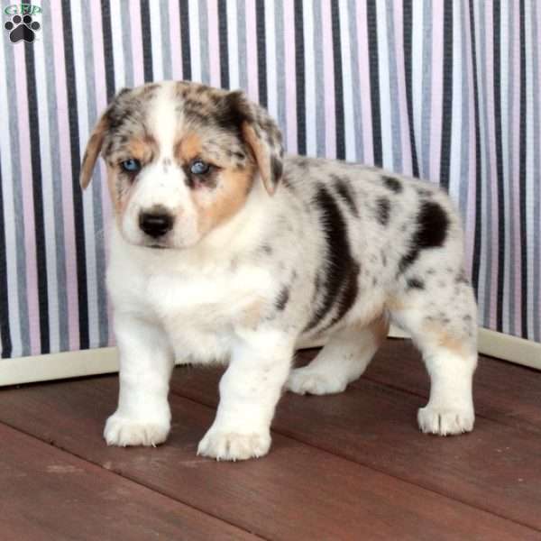 Princess, Welsh Corgi Mix Puppy
