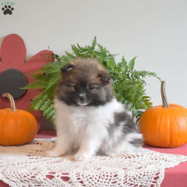 Princess, Pomeranian Puppy