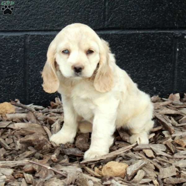 Princess, Cocker Spaniel Puppy