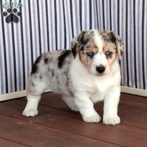 Princess, Welsh Corgi Mix Puppy