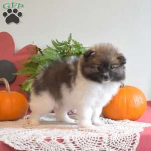 Princess, Pomeranian Puppy