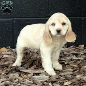 Princess, Cocker Spaniel Puppy