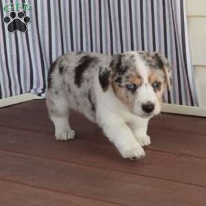 Princess, Welsh Corgi Mix Puppy