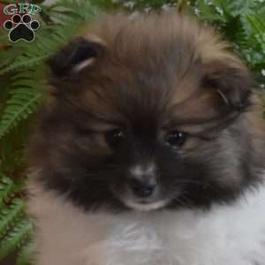 Princess, Pomeranian Puppy