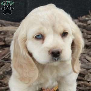 Princess, Cocker Spaniel Puppy
