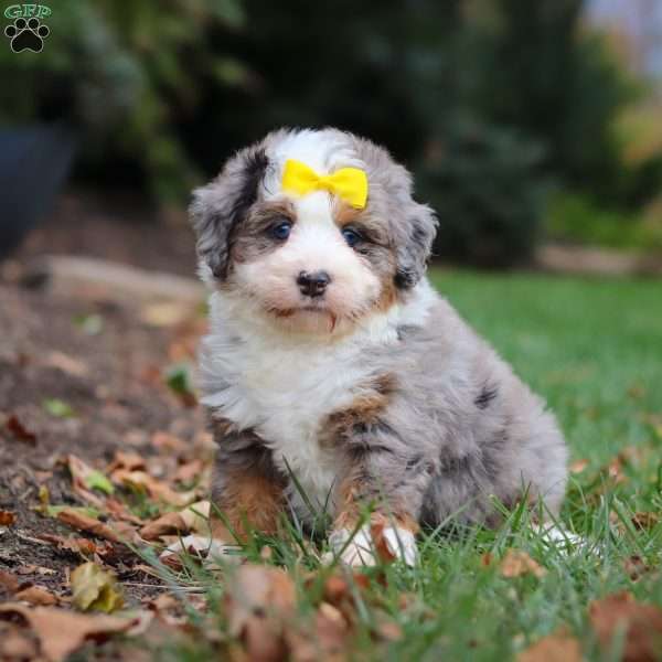 Princess, Mini Bernedoodle Puppy