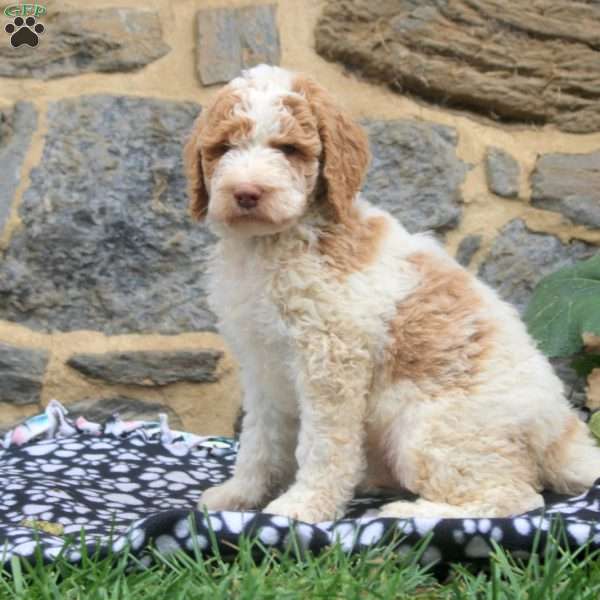 Puddle, Goldendoodle Puppy