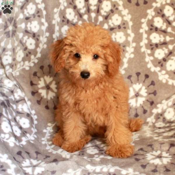 Pudgey, Mini Aussiedoodle Puppy