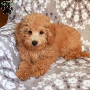 Pudgey, Mini Aussiedoodle Puppy