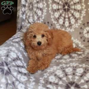 Pudgey, Mini Aussiedoodle Puppy