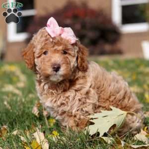 Pumpkin, Miniature Poodle Puppy