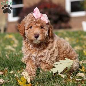 Pumpkin, Miniature Poodle Puppy