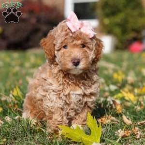 Pumpkin, Miniature Poodle Puppy