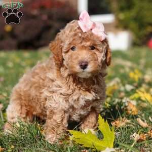 Pumpkin, Miniature Poodle Puppy
