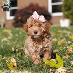 Pumpkin, Miniature Poodle Puppy
