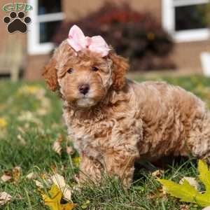 Pumpkin, Miniature Poodle Puppy