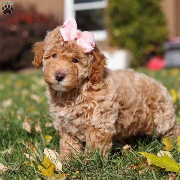 Pumpkin, Miniature Poodle Puppy