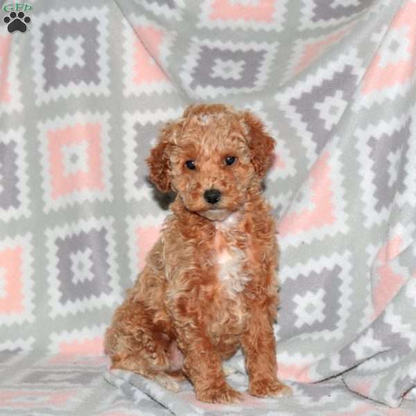 Pumpkin, Miniature Poodle Puppy