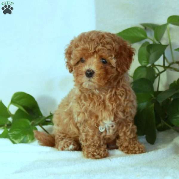 Pumpkin, Cavapoo Puppy