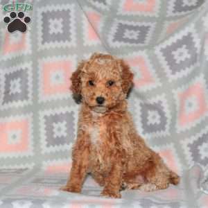 Pumpkin, Miniature Poodle Puppy