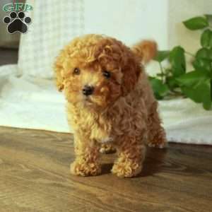Pumpkin, Cavapoo Puppy