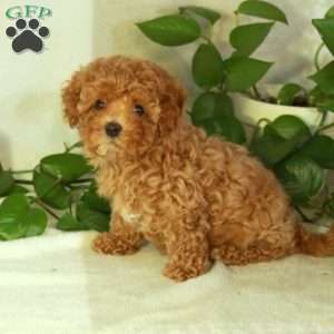 Pumpkin, Cavapoo Puppy