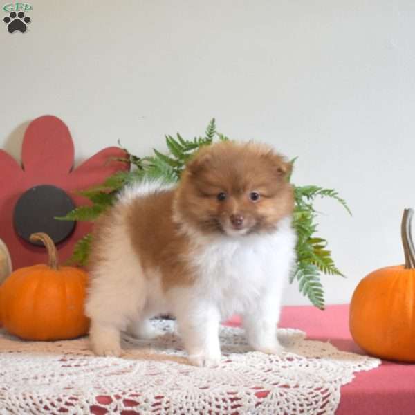 Pumpkin, Pomeranian Puppy