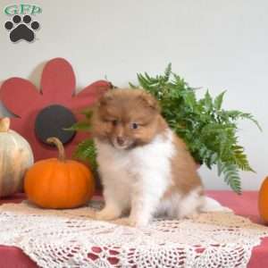 Pumpkin, Pomeranian Puppy