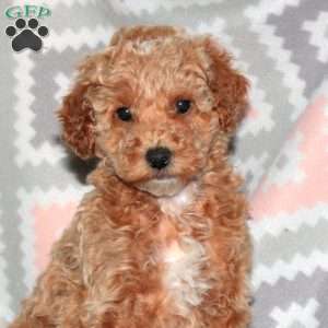 Pumpkin, Miniature Poodle Puppy