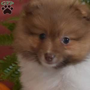 Pumpkin, Pomeranian Puppy