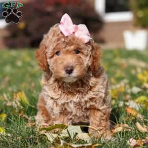 Pumpkin, Miniature Poodle Puppy