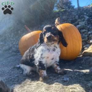 Poof, Dachshund Puppy