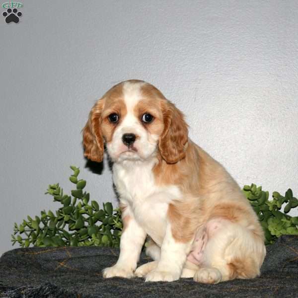 Queenie, Cavalier King Charles Mix Puppy