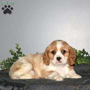 Queenie, Cavalier King Charles Mix Puppy