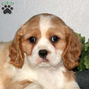 Queenie, Cavalier King Charles Mix Puppy