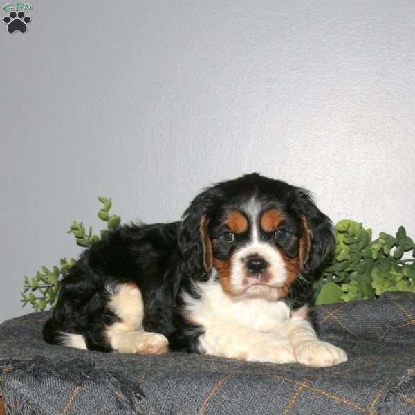 Quentin, Cavalier King Charles Mix Puppy
