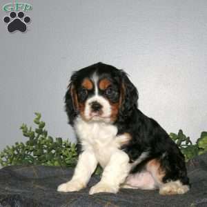 Quentin, Cavalier King Charles Mix Puppy